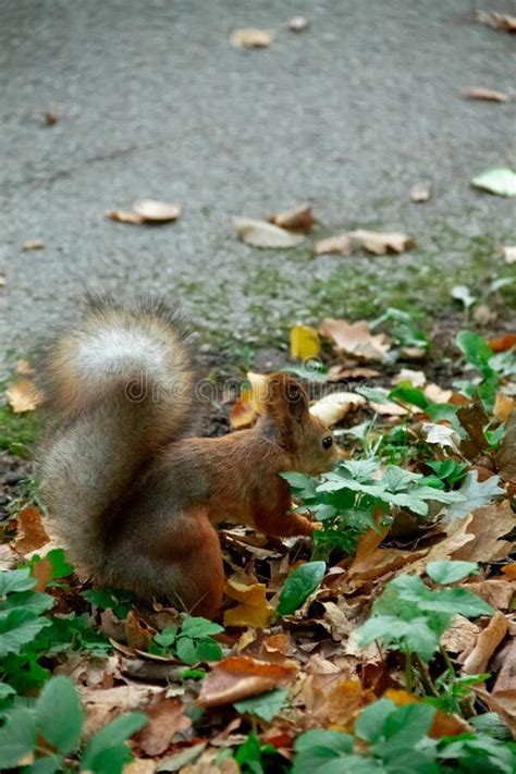 Squirrel By The Road In The Park In Autumn Leaves Stock Image Image