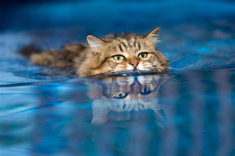 6 Cat Breeds That Love Water Animal Encyclopedia