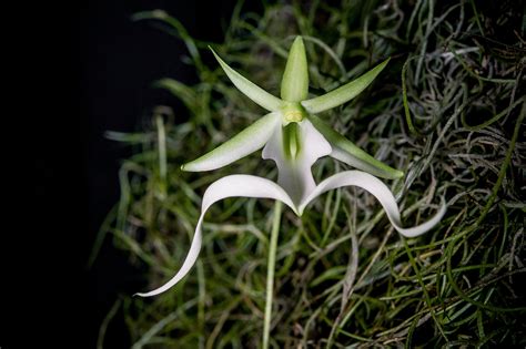 Maria And Aarons Rare Ghost Orchid • The Oberports