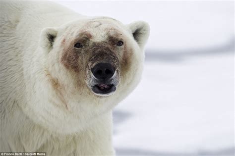 Polar Bears Left Spattered In Gore After Feasting Captured In