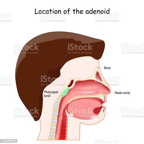 Adenoid Location Lymphatic System Stock Illustration Download Image