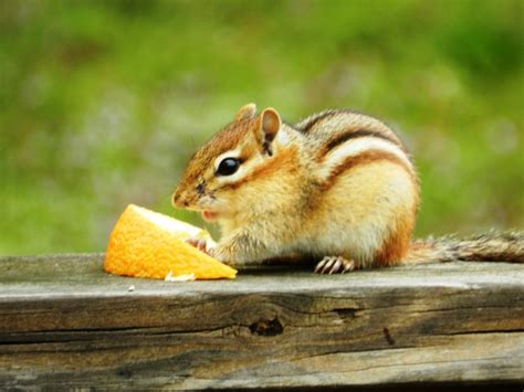 How To Manage Eastern Chipmunk Problems In Your Garden And Yard Dengarden