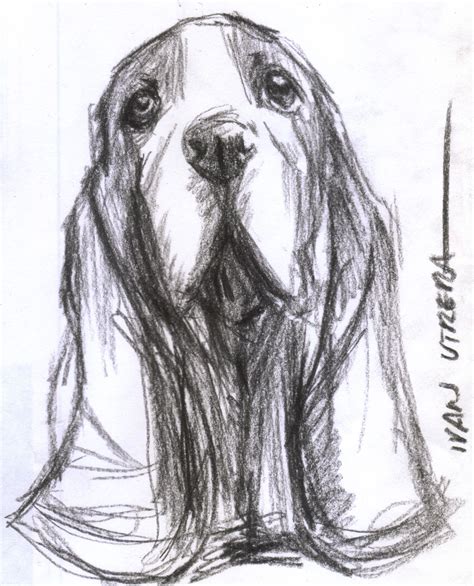 Perro A Carboncillo Drawing Sketches Dog Sketches Animal Drawings