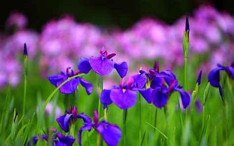 Beautiful Iris Flower Wallpaper Background 1280 X 800