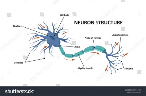 The Structure Of The Motor Neuron Infographics On Vec Vrogue Co