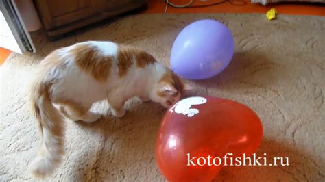 Кот нападает на воздушные шарики Cat Vs Balloons Youtube