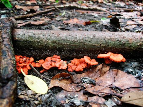 Red Fungus Doug Waldron Flickr