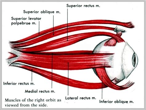 Diagram Of Eye Muscles Image Anatomy System Human Body Anatomy