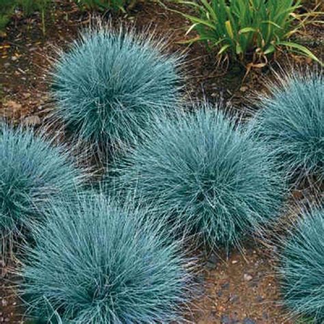 Blue Fescue Ornamental Grass Seeds