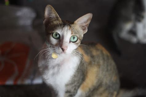 Javanese Cat Facts Aspca Pet Health Insurance
