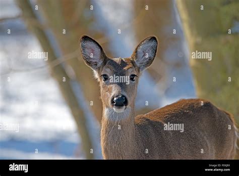 White Tailed Deer Looking At Camera Stock Photo Alamy