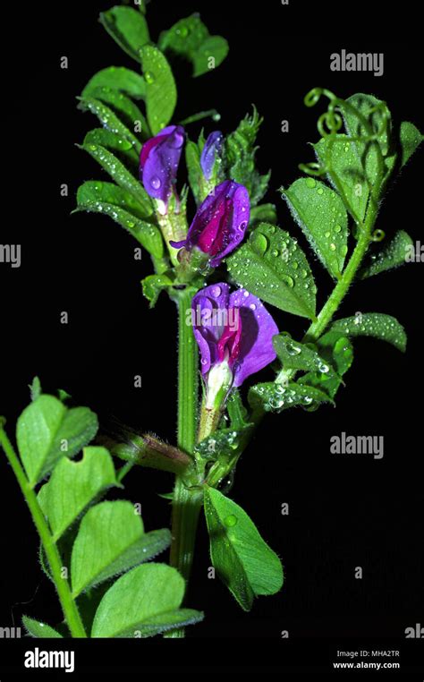 Pisum Sativum Flowering Hi Res Stock Photography And Images Alamy