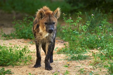Are Hyenas Canines And Can They Be Saved As Pets Information And Ideas