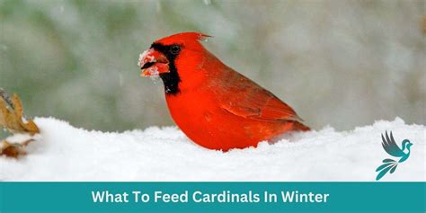 What To Feed Cardinals In Winter Winter Feasts Kentucky Birding