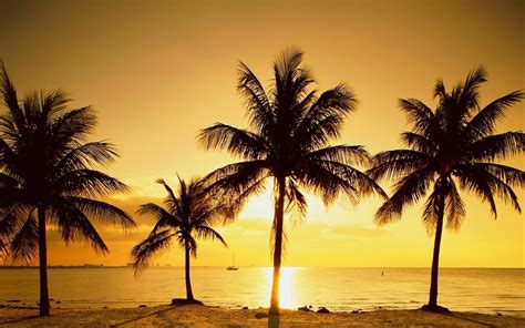 Palm Tree Beach Wallpaper Hd Picture Image