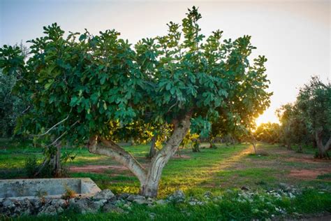 When Do Fig Trees Bloom Top Timing Tips