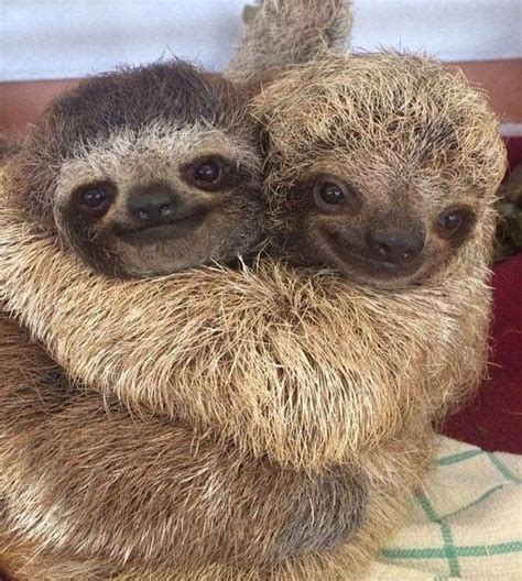 Sloth Love Animal Hugs Cute Baby Sloths Cute Animals