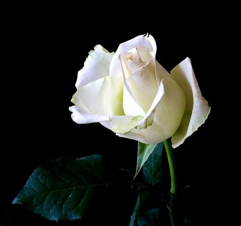 White Rose Against Black Background · Free Stock Photo