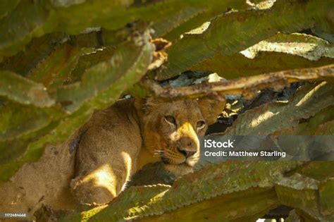 ウガンダのクイーンエリザベス国立公園の木の中で休むライオネス アフリカのストックフォトや画像を多数ご用意 アフリカ ウガンダ カメラ istock