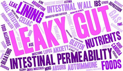 What Is Leaky Gut Leaky Gut Is A Condition In Which Wear And Tear In