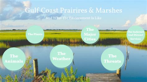 The Gulf Coast Prairies And Marshes By Keira Azuara On Prezi