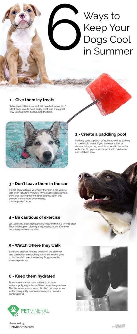 6 Ways To Keep Your Dogs Cool In Summer Infographic