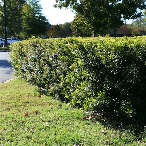 Wax Myrtles For Sale
