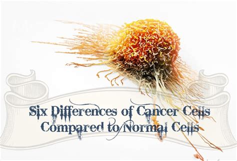 6 Differences Between Cancer Cells And Normal Cells Youmemindbody
