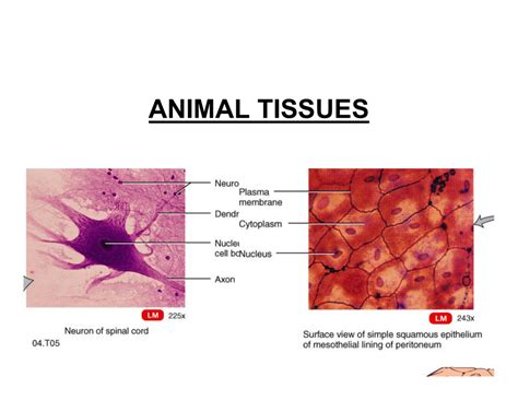 Animal Cell And Tissue