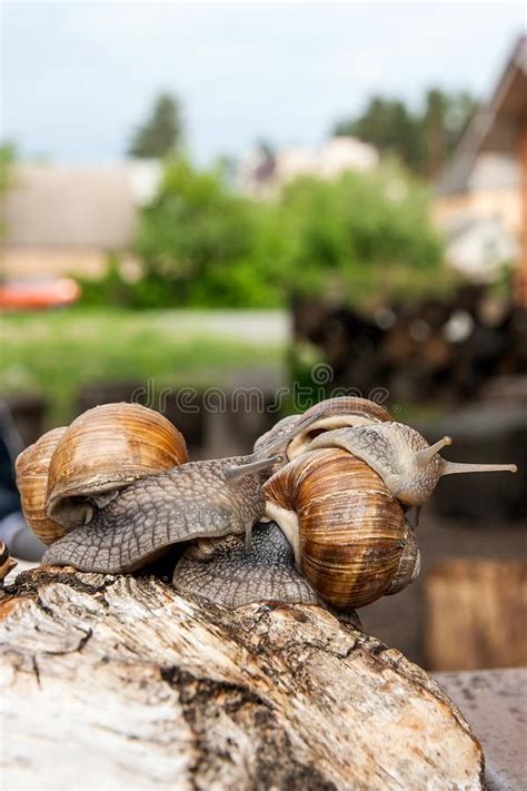 Two Burgundy Snails Helix Roman Snail Edible Snail Escargot Stock