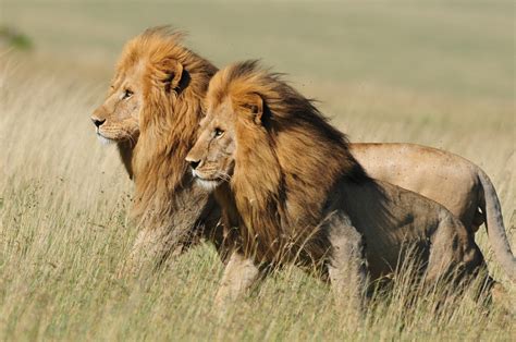 Tanzania Lions The Brothers