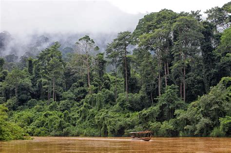 Malaysia Pahang Taman Negara National Park Jungle At Sungai