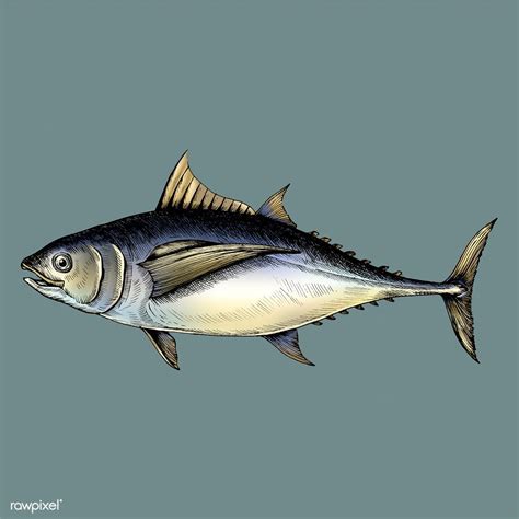 Download Premium Illustration Of Hand Drawn Tuna Fish 407102 Fish