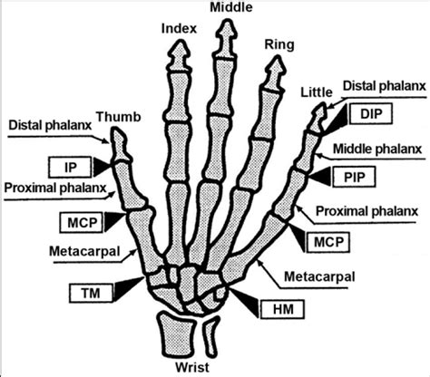 Anatomy Of Human Hand Download Scientific Diagram