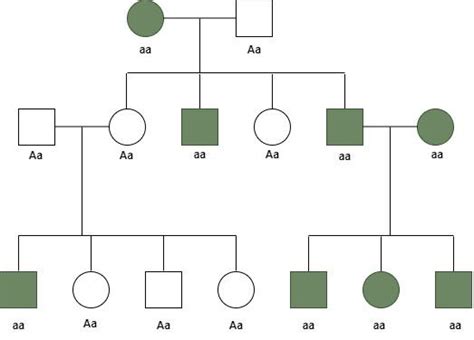 X Linked Recessive Inheritance Definition Diseases Pedigree And Faqs