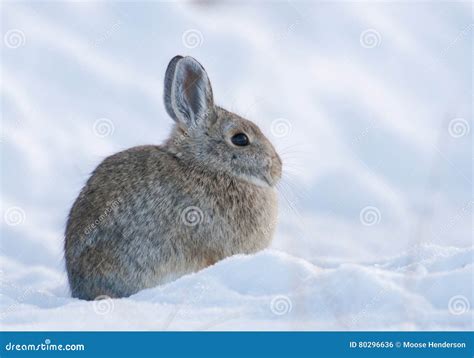 Mountain Cottontail Rabbit On Deep Snow Looking Cold In The Winter Time