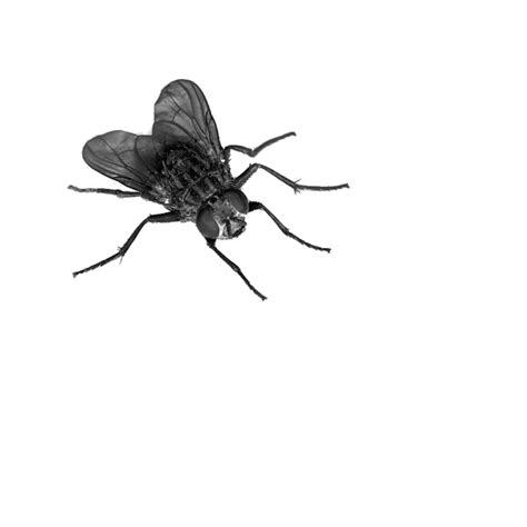 Download Fly Png 4 Hq Png Image Freepngimg