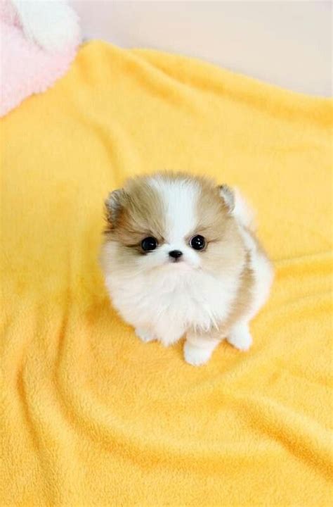 This Is A Teacup Pomerian Cute Baby Animals Puppies