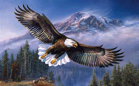 Beautiful Background Bald Eagle In Flight Wings Spread Hd Wallpapers