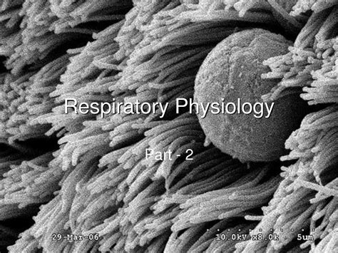 Solution Respiratory Physiology 2 Studypool