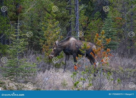 A Moose Wanders Through The Forests In Banff National Park Alberta