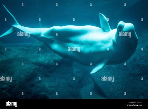 Beluga Whale Delphinapterus Leucas Auch Als Weiße Wal Bekannt Am