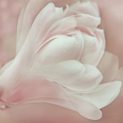Pretty In Pink Magnolia Flower Photograph By Jennie Marie Schell Pixels