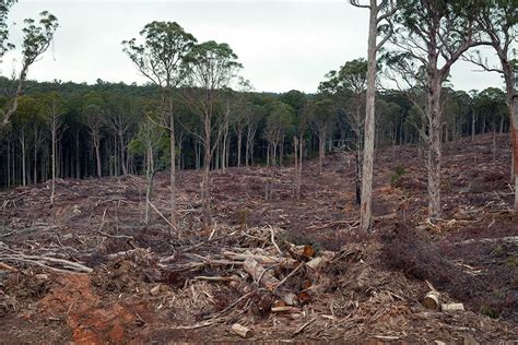 Native Forest Logging Support Low In Regional Australia Leaked Report