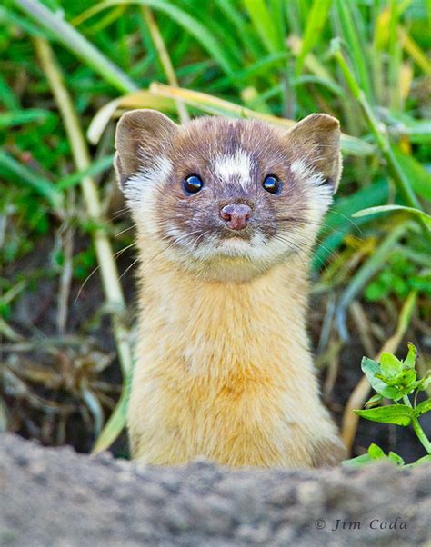 Weasel Rare Animals Cute Animals Animals