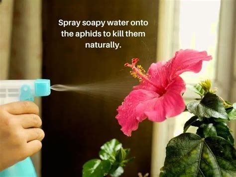 How To Get Rid Of Aphids On Hibiscus For Good Pretty Backyard