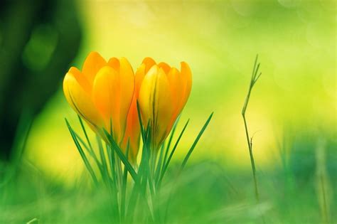 Nature Backgrounds Hd Wallpapers Windows Flower Images