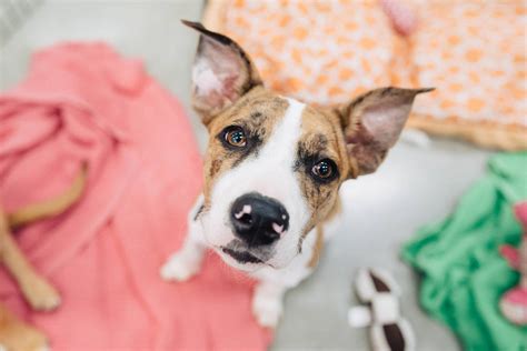 Donate — Safe Haven Animal Rescue Inc