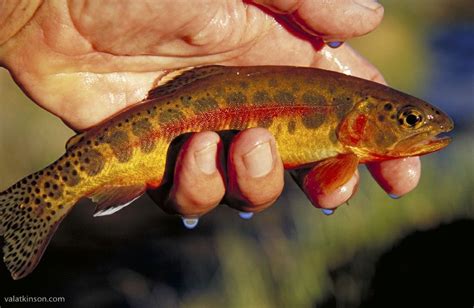 July Fish Of The Month California Golden Trout California Trout