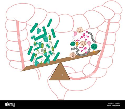 Flora Bacteriana Intestinal Buenas Y Malas Bacterias Ilustración